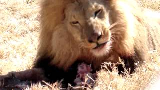 bone crunching jaws of a male lion at antelope park [upl. by Ereveneug572]