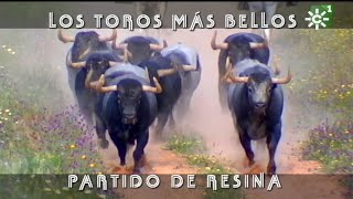 Toros de Partido de Resina entrenamiento previo a Madrid y Nimes  Toros desde Andalucía [upl. by Wyatan]