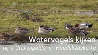 Watervogels kijken tussen sGravenpolder en Hoedekenskerke 1193 [upl. by Gerri]