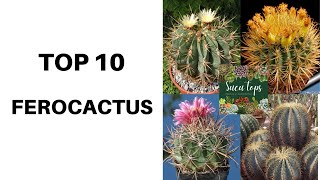 TOP 10 FEROCACTUS [upl. by Ayal]