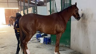 Hoof shoeing and Restorationhorse asmr satisfying farrier [upl. by Urial981]