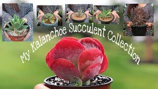 My Kalanchoe Succulent Collection [upl. by Grayce495]