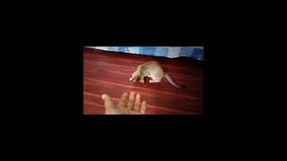 catslover cat cats catvideos biral shorts shortsfeed catshorts [upl. by Ronnica96]