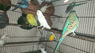 Australian parrot talking Budgies sounds [upl. by Ainek]