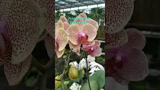 Phalaenopsis amabilisAnggrek bulan KembangKenangan [upl. by Eilesor]