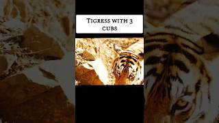 Tigress with 3 cubs at Ranthambore shorts tiger jojuwildjunket [upl. by Urbano991]