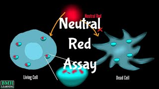 Neutral Red Assay  NRU Assay  Neutral Red Uptake Cytotoxicity Test [upl. by Imef233]