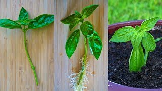 How to Grow Basil from a Cutting  Root and Propagate Basil in Water [upl. by Draned]