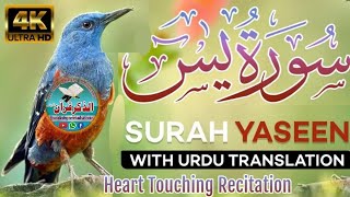 Surah e Yaseen  سورة یسن شریف  Quran Tilawat Beautiful Sound With Urdu tranclation [upl. by Sayce]