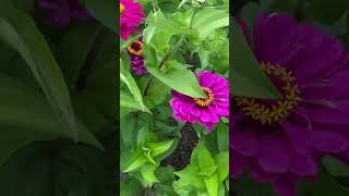 zinnia flower garden heaven in naumkeag mansion [upl. by Ellebana]