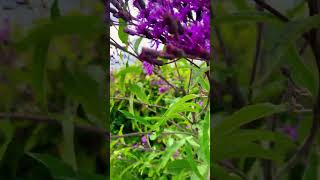 Ironweed end of summer plant pollinators nativeplants flowers shorts [upl. by Meredi496]