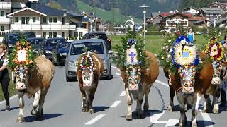 Almabtrieb Mayrhofen  Tirol  Zillertal 2014 [upl. by Olivie]