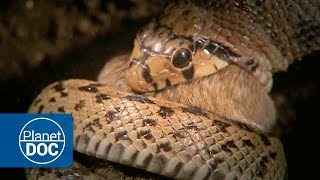 Constrictor Snake Documentary [upl. by Murage]