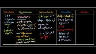 Macrolides antibiotics [upl. by Rialb585]