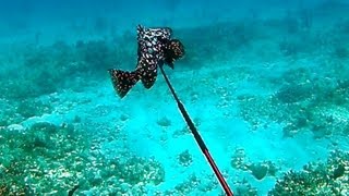 Spearfishing Rare Marbled Grouper  Bahamas Part 2 Teds HoldOver [upl. by Gerstner526]