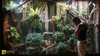 An Invasive Species Could Be THE END to My Giant Rainforest Vivarium [upl. by Oirramed74]