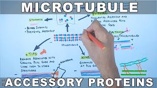 Accessory Proteins of Microtubule Cytoskeleton System [upl. by Odraboel280]