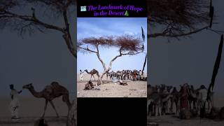 The Isolated Tree That Stood Alone for 400 Years Until It Was Gone shorts ytshorts nature [upl. by Harolda]