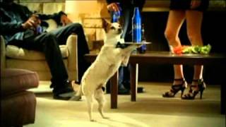 Budweiser Dog Sitter Server Super Bowl XLV Commercial Ad 2011 [upl. by Nolaf]