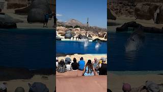 Dolphin show  Rancho Texas Park Lanzarote 🐬☀️ [upl. by Fosdick897]