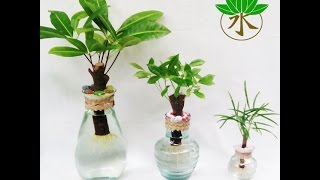 Water Bonsai Making 101 [upl. by Labanna]