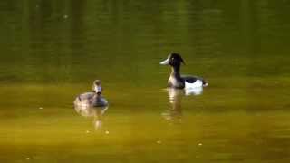 Two Tufted Ducks Aythya fuligula ♂♀  Zwei Reiherenten [upl. by Sansen596]