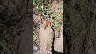 Chipmunks approach a garter snake [upl. by Imyaj]