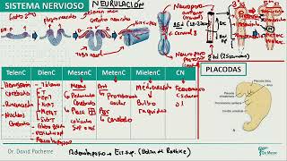 Embriología  Sistema nervioso 1 [upl. by Odranoel149]