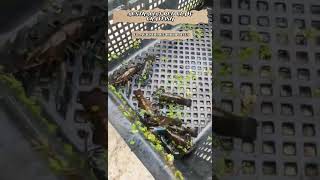 AUSTRALIAN RED CLAW CRAYFISH BY AGRISOURCE PHILIPPINES shortsvideo shorts [upl. by Yehudi]