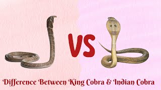 King Cobra VS Indian CobraWho is more Venomous [upl. by Suiram]