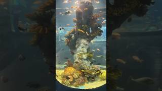 Vgp Marine Kingdom vgpmarinekingdom vgpuniversalkingdom vgptamilsangam marinekingdom tamilvlog [upl. by Attenauq]