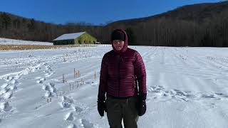 Are winter food plots worth planting [upl. by Pilloff464]