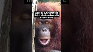 Sieht sie nicht süß aus 🥰 fun schnarchen schlafen [upl. by Owen689]