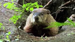 True Facts About the Groundhog [upl. by Studdard615]