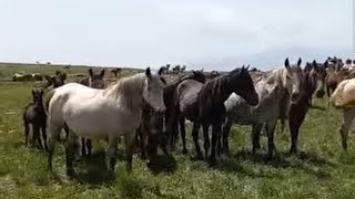 Pravo bogastvoHiljade konja na planini uživa u slobodi [upl. by Mera862]