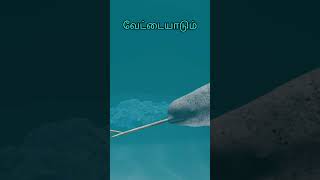 இனப்பெருக்கத்திற்கு உதவும் கொம்பு MindBlowing Narwhal Facts You Never Knew Generated [upl. by Wyatt]