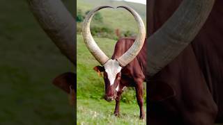 Where else do u know that type of cow❤ LONG HORNED CATTLE Inyambo cowsrwanda🇷🇼❤ [upl. by Wittenburg]