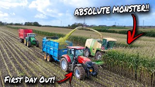 THE BIGGEST ONE I HAVE EVER SEEN CHOPPING MAIZE FOR THE VERY FIRST TIME [upl. by Noloc]