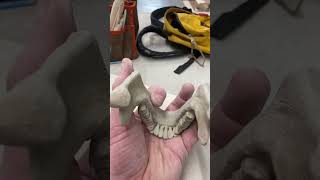 Sculptor creates an anatomically correct skull [upl. by Ellicec]