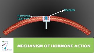 MECHANISM OF HORMONE ACTION [upl. by Inahc154]