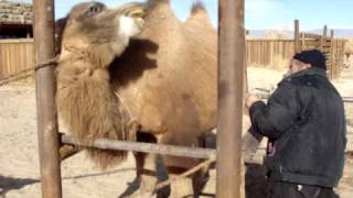 Wild Camel in captivityMPG [upl. by Icyaj21]