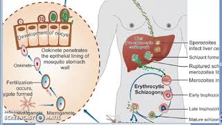 Parasitology 075 e Plasmodium Malaria Liver Schizogony Schizont RBC human trophozoite erypthrocyte [upl. by Eustatius]