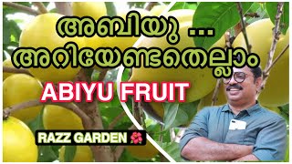 ABIU FRUIT GROWING TIPS അബിയു അറിയേണ്ടതെല്ലാം [upl. by Benoite]