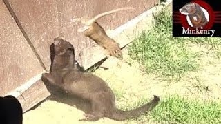 Mink and Dog Cleanup Backyard Rats [upl. by Grunenwald599]