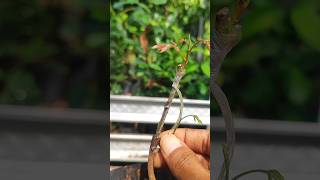 A quick way to graft longan for beginners short gardentips [upl. by Erbua]