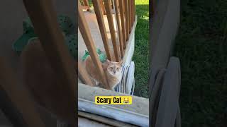 Scaring Cats Be Too Funny 😂 😹😹 funny cat comedy [upl. by Yeoj]