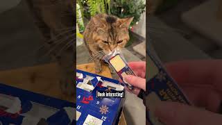 Day 5 of Cheesemas 😻🧀 cheese adventcalendar christmas catsofyoutube [upl. by Dibbrun]