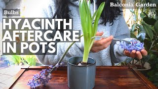 Aftercare For Hyacinths Grown In Pots What To Do When Flowering Is Over 🌿 BG [upl. by Stinky]