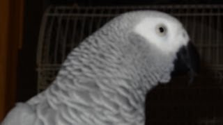 Grey Congo Talking Bird Imitates Cop Car Siren amp UPS Van African Grey Parrot [upl. by Anair27]