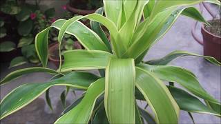 How to take Care of Dracaena Fragrans  Victoria Plant [upl. by Sorcim]